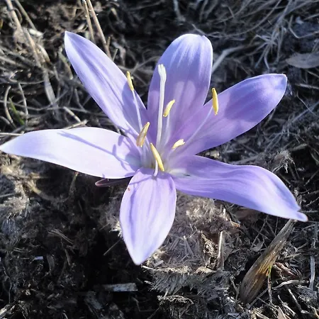 Bed and Breakfast B&B Eischoll Eischoll