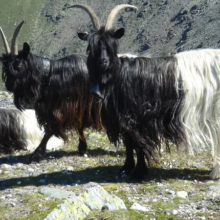 Bed and Breakfast B&B Eischoll Eischoll