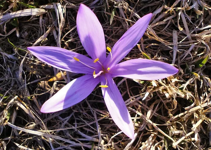 B＆B アイショル