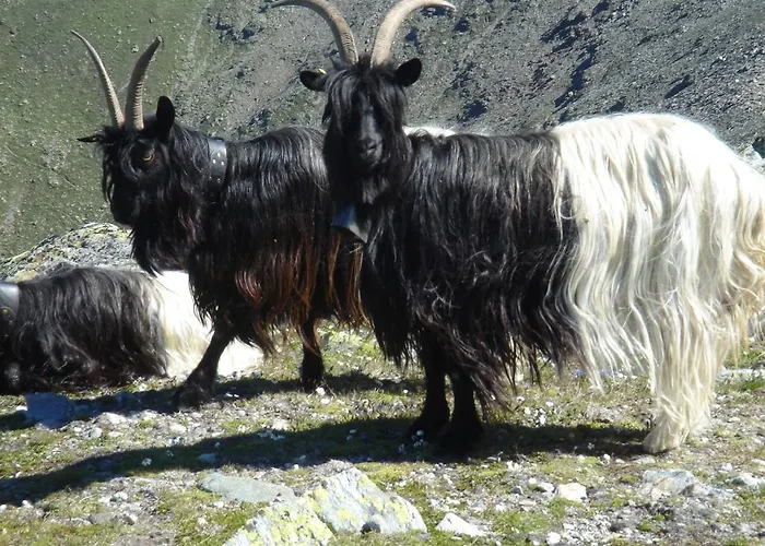 Bed & Breakfast B&B Eischoll Eischoll