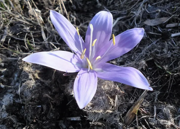 Bed & Breakfast B&B Eischoll Eischoll