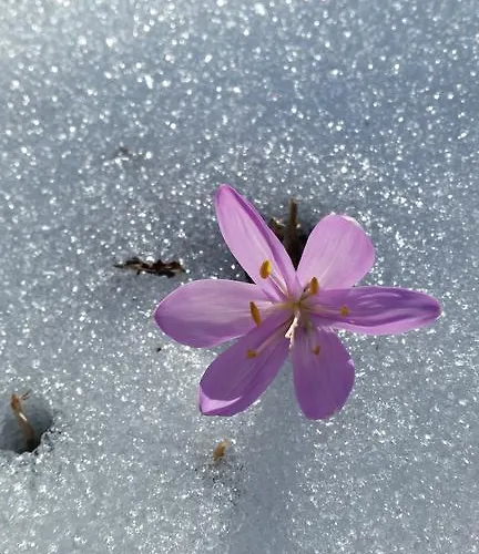 Bed & Breakfast B&B Eischoll Eischoll