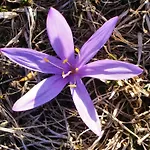 B&B Eischoll