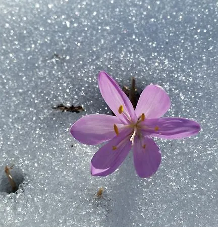 Panzió B&B Eischoll Eischoll